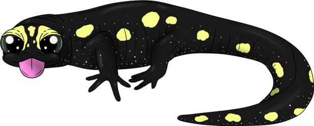 Sizzling Spotted Salamander - Spotted Salamander (617x248), Png Download
