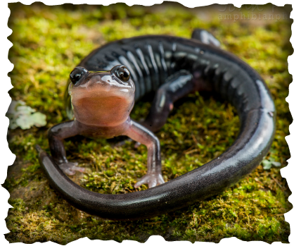 South Mountain Gray-cheeked Salamander - South Mountain Gey Cheeked Salamander (418x349), Png Download
