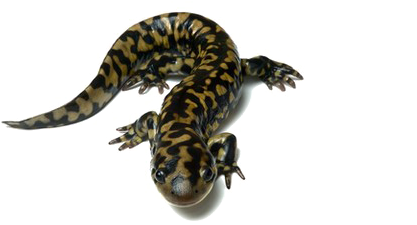 Salamander Png Download Image - Salamander Canada (480x320), Png Download