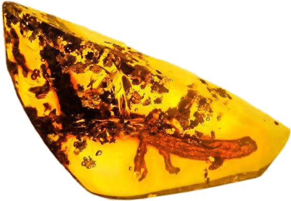 Download - Salamanders In Folklore (639x479), Png Download