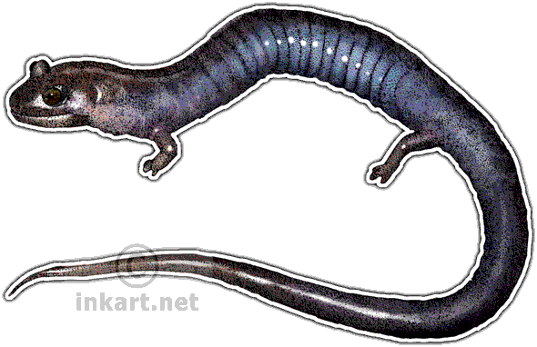 Red Hills Salamander Decal - Red Hills Salamander Png (590x382), Png Download