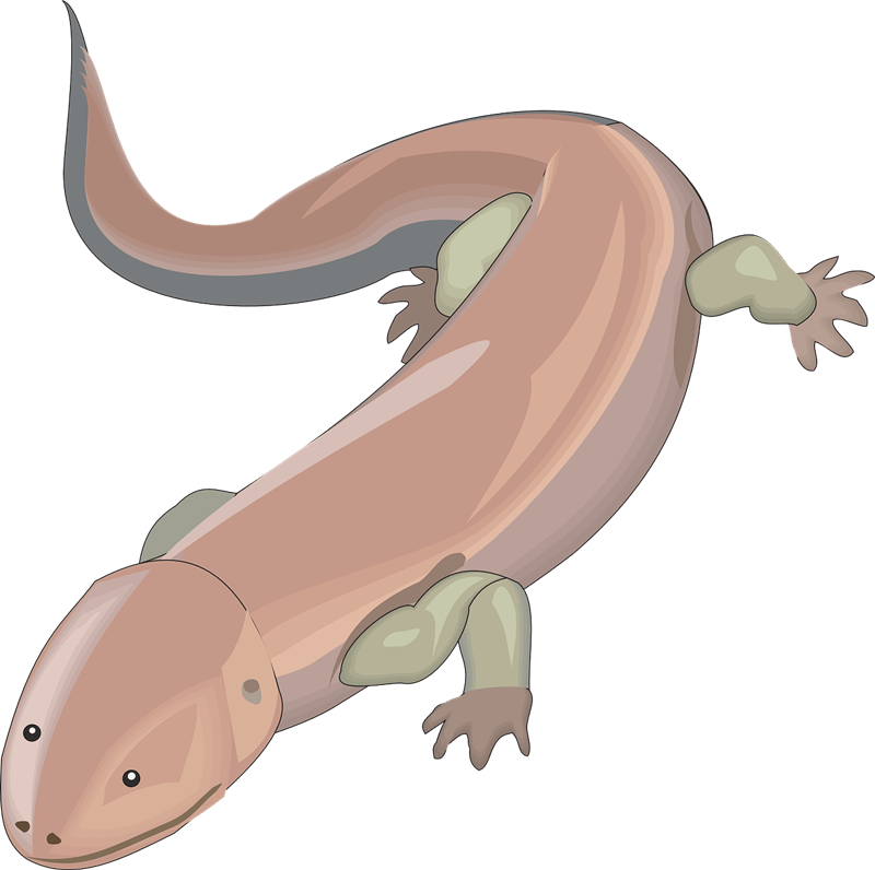 Free To Use & Public Domain Salamander Clip Art - Chinese Giant Salamander Clipart (800x796), Png Download