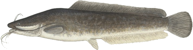 Clarias Gariepinus (720x254), Png Download
