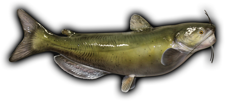 Channel Catfish Fish Mount - Channbel Catfish Mount (800x395), Png Download