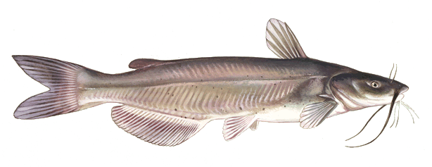 Cat Fish (614x237), Png Download