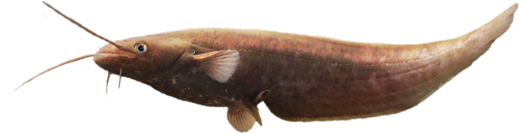 Silurus-aristotelis - 013780c819e6832e - Aristotle's Catfish (782x406), Png Download