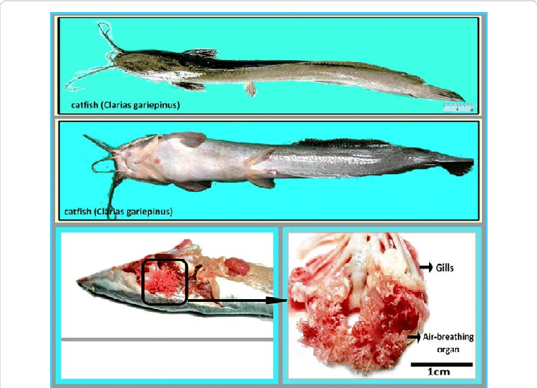 Dissection Of Air-breathing Organ From Catfish - Catfish Breathing Organ (761x550), Png Download