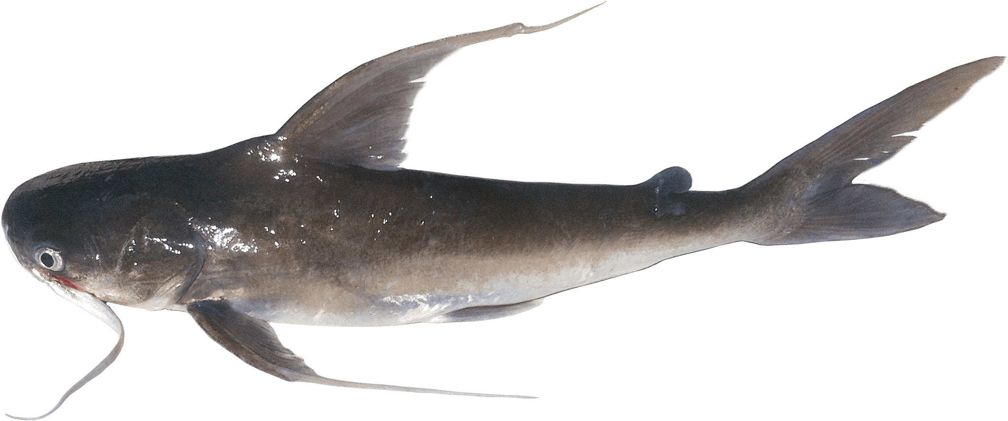 Catfishing We're You Caught Or Did You Get - Žralok Ostnatý (2155x913), Png Download