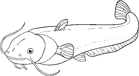 Catfish Coloring Page - Drawing (600x470), Png Download