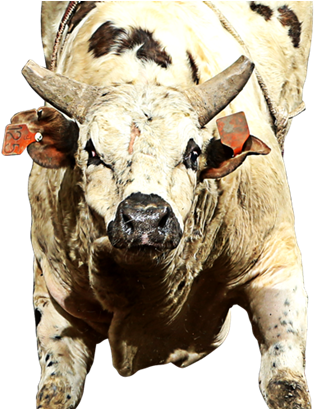 Catfish John - Pbr Bull Catfish John (391x421), Png Download