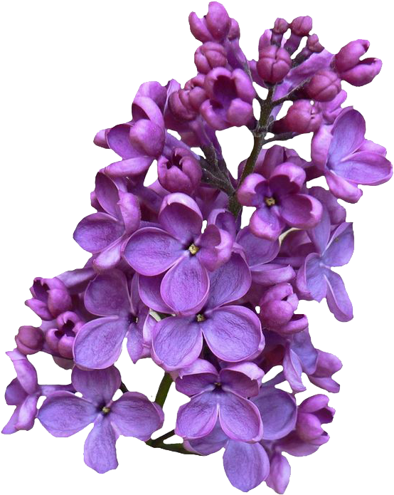 Download Png Image - Lilac Png (564x709), Png Download