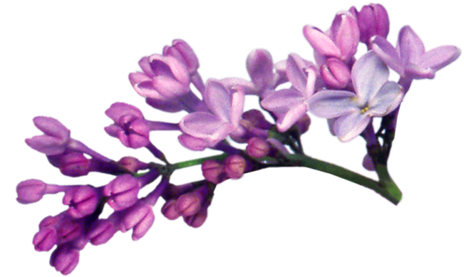 Lilac Png File - Lilac Png (800x559), Png Download