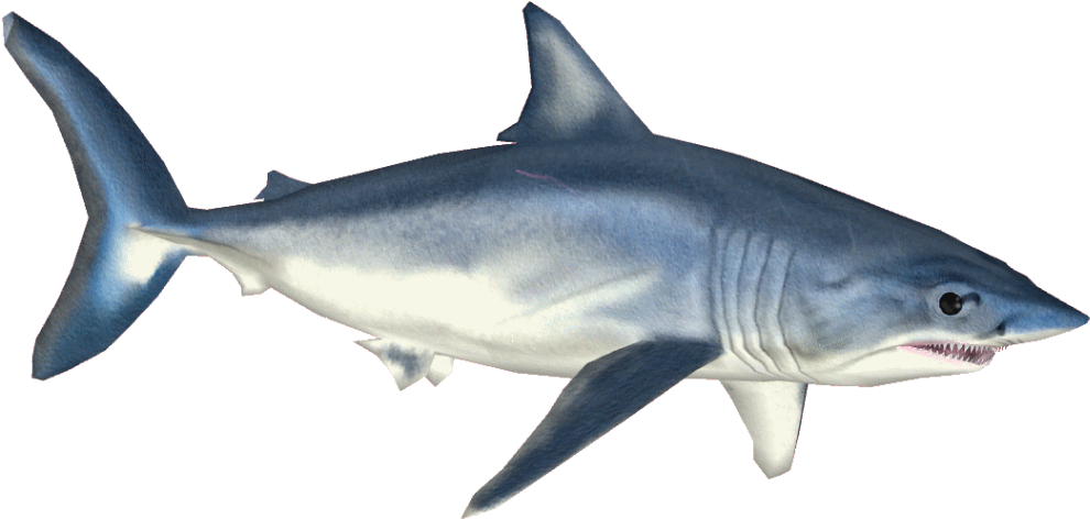Shortfin Mako Shark (989x989), Png Download