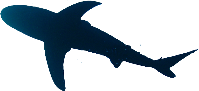 Breaching Fin Graphics Header Logo Shark Silloutte - Shark From Above Png (662x325), Png Download