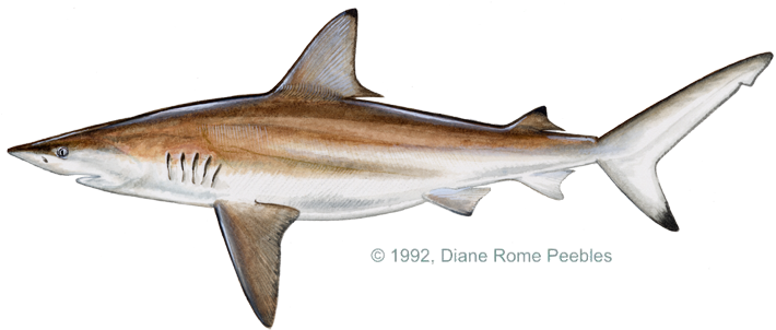 All-tackle World Records - Black Tip Shark Fish (720x311), Png Download