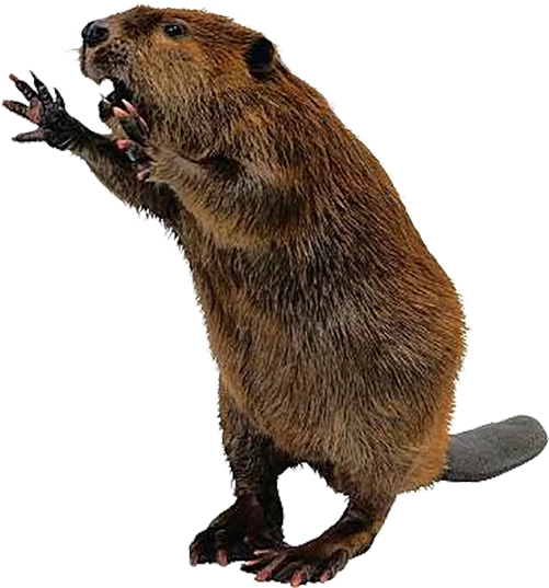 Free Beaver Pngs - Beaver Png (500x545), Png Download