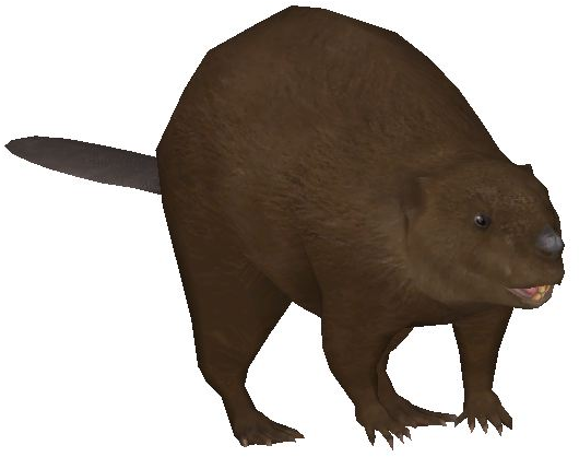 Eurasian Beaver - Punxsutawney Phil (558x434), Png Download