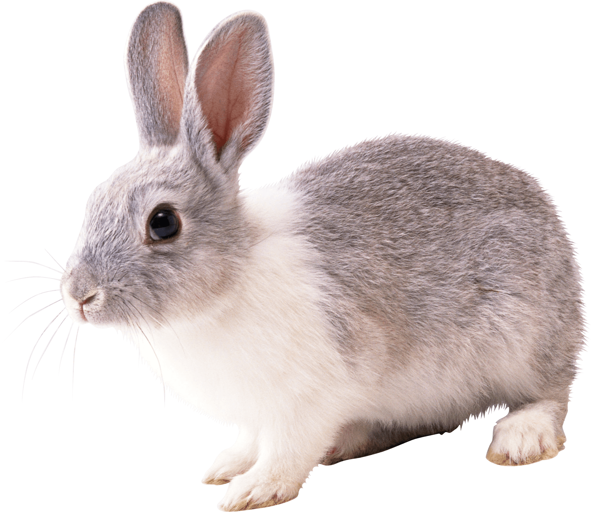 Gray And White Rabbit Png Image - Rabbit Png (2046x1773), Png Download