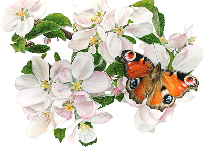 By Anna Mason Watercolor Artists, Watercolor Flowers, - Watercolor Painting (700x515), Png Download