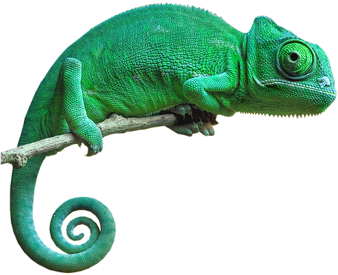 Chameleon Png Pic - Chameleon Png (493x420), Png Download