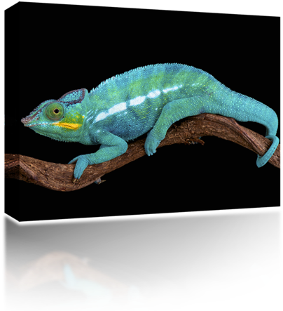 Chameleon - Chameleon Swimming (500x500), Png Download