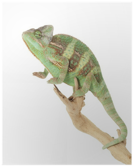 Green Iguana (400x400), Png Download