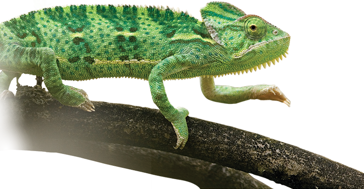 Light - Common Chameleon (736x382), Png Download