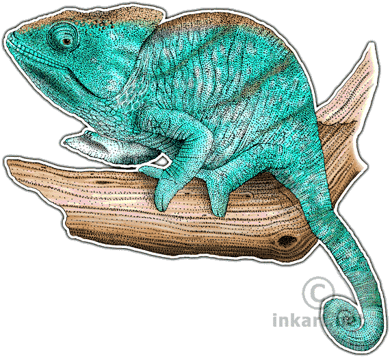 Parsons Chameleon Decal - Drawing (570x521), Png Download