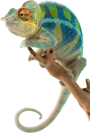 Adaptive Marketing Platform - Pet Reptile (366x466), Png Download