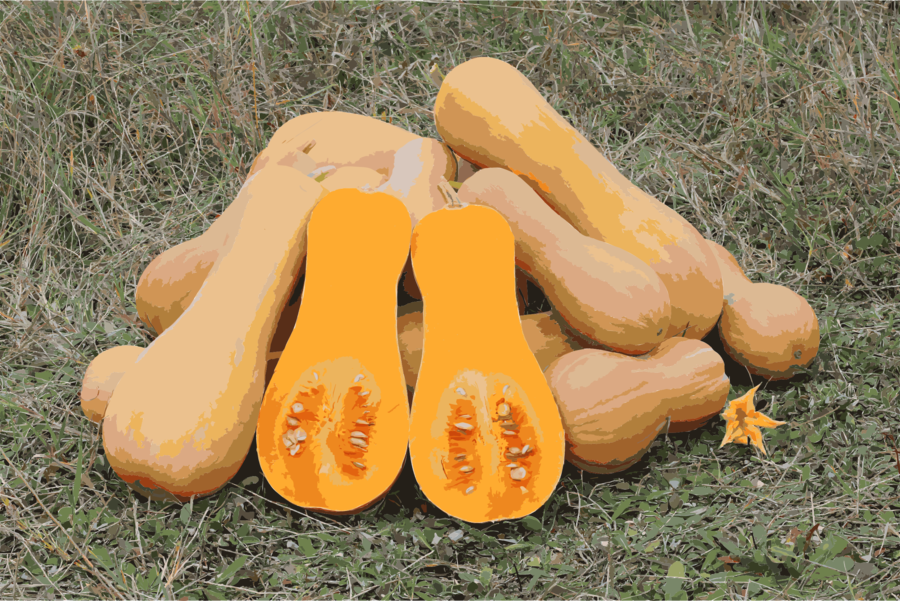 Genetically Modified Squash Clipart Butternut Squash - 25 Seeds Waltham Butternut Squash Plant (cucurbita (900x601), Png Download