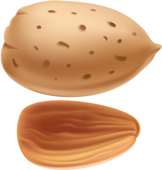 Almond Png Clip Art - Almonds Clipart Transparent Png (571x600), Png Download