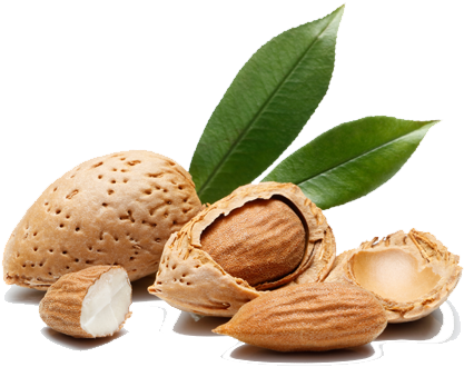Agronomic Data - Almond (457x455), Png Download