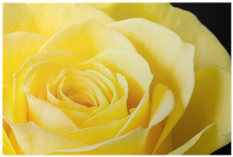 Floribunda (400x400), Png Download