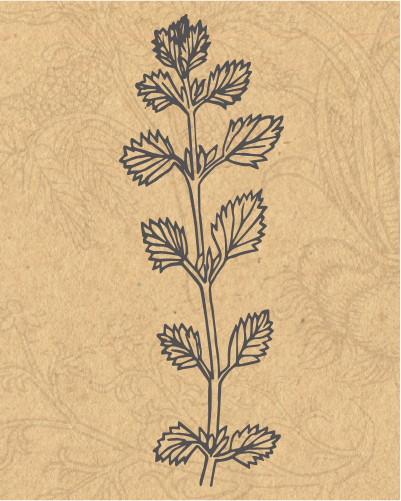 Jmg Herbs Lemonbalm (401x501), Png Download