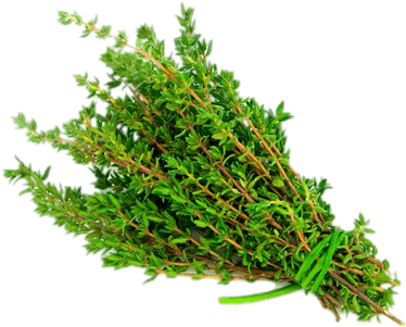 Thyme - Thyme Leaves In Malayalam (400x400), Png Download