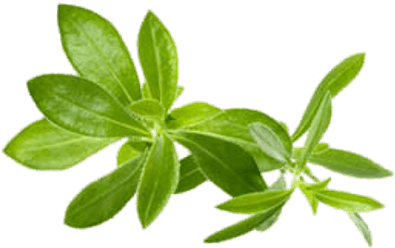 Savory - Savory Herb (400x400), Png Download