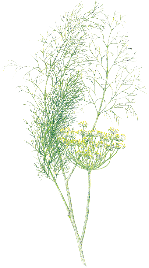 Favourite Herbs Hole S Greenhouses - Grass (500x882), Png Download