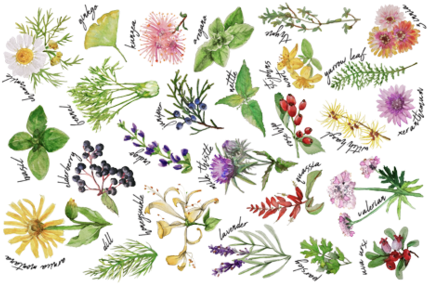 Plants And Herbs Alphabet Tea Towel Fabric By Thekindredpines - Tea (470x313), Png Download