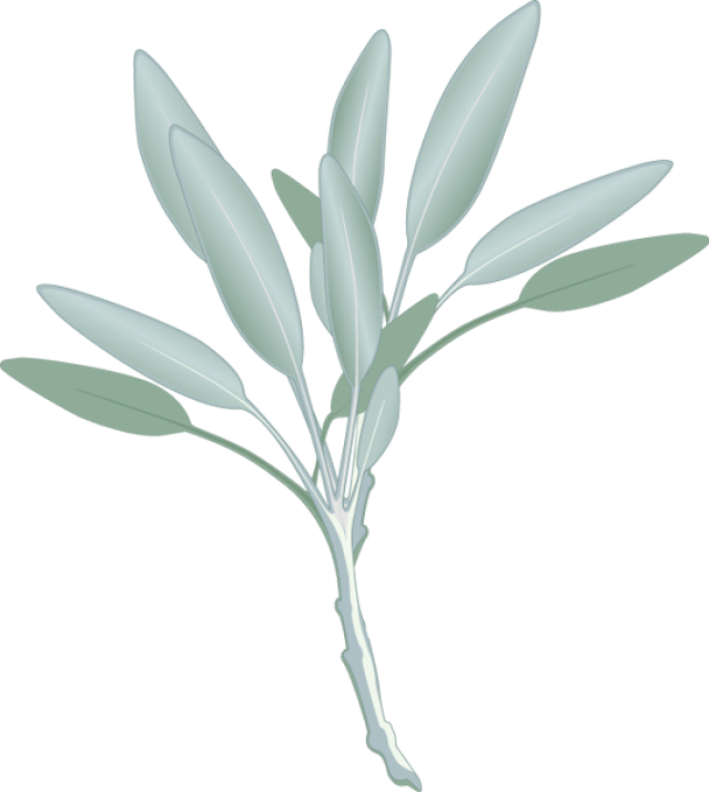 Png Transparent Stock Graphic Design Pinterest Herbs - Sage Clipart (639x713), Png Download