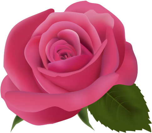 Pink Rose Png, Painted Flowers, Art Flowers, Flower - Pink Flower Transparent Background (500x464), Png Download