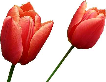 Tulip Png Image - Red Tulips Transparent Background (500x375), Png Download