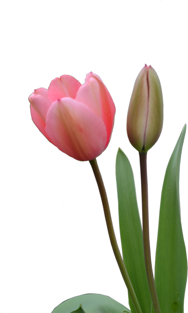 Download Amazing High-quality Latest Png Images Transparent - Pink Tulips Png (683x1024), Png Download