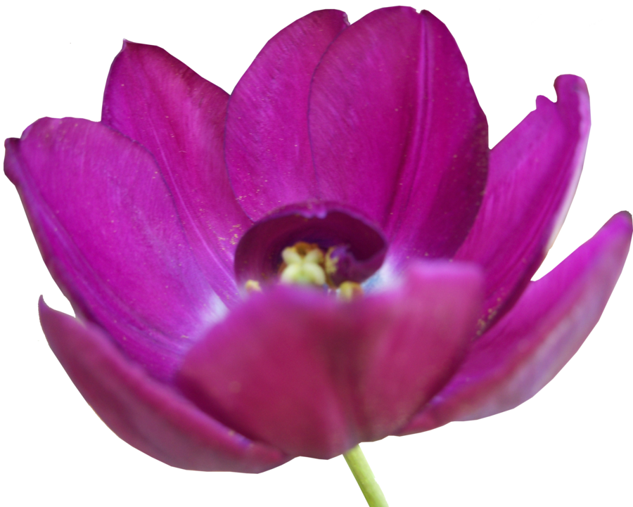 Tulip Png Pic - Flower (900x721), Png Download