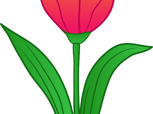 Tulip Clipart Tulip Flower - Clip Art (640x480), Png Download