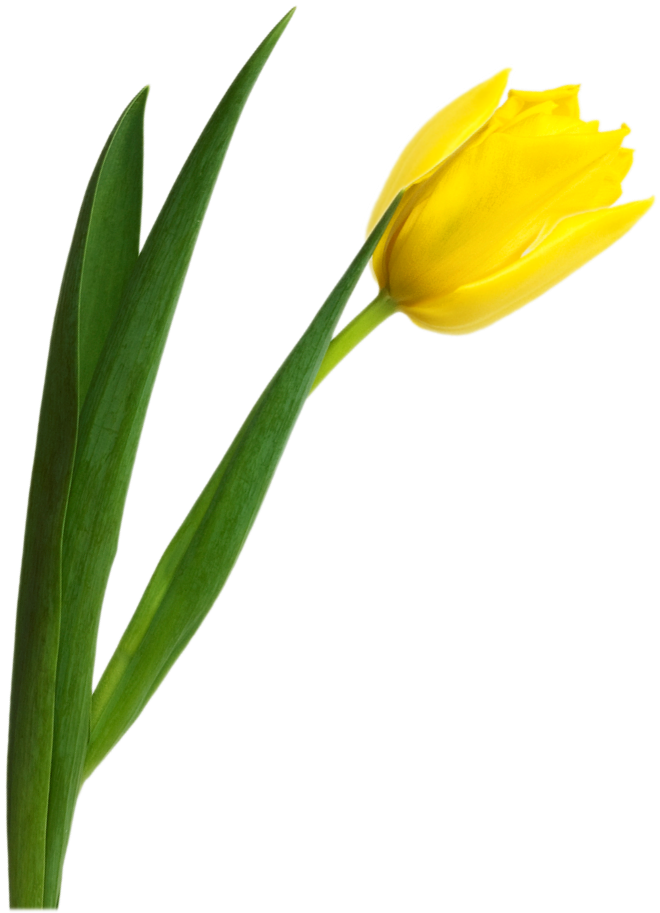 Yellow Tulip Png (794x928), Png Download