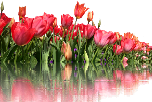 Tulip Png Transparent Images - One Line A Day: My Journey With Parkinson's (640x480), Png Download