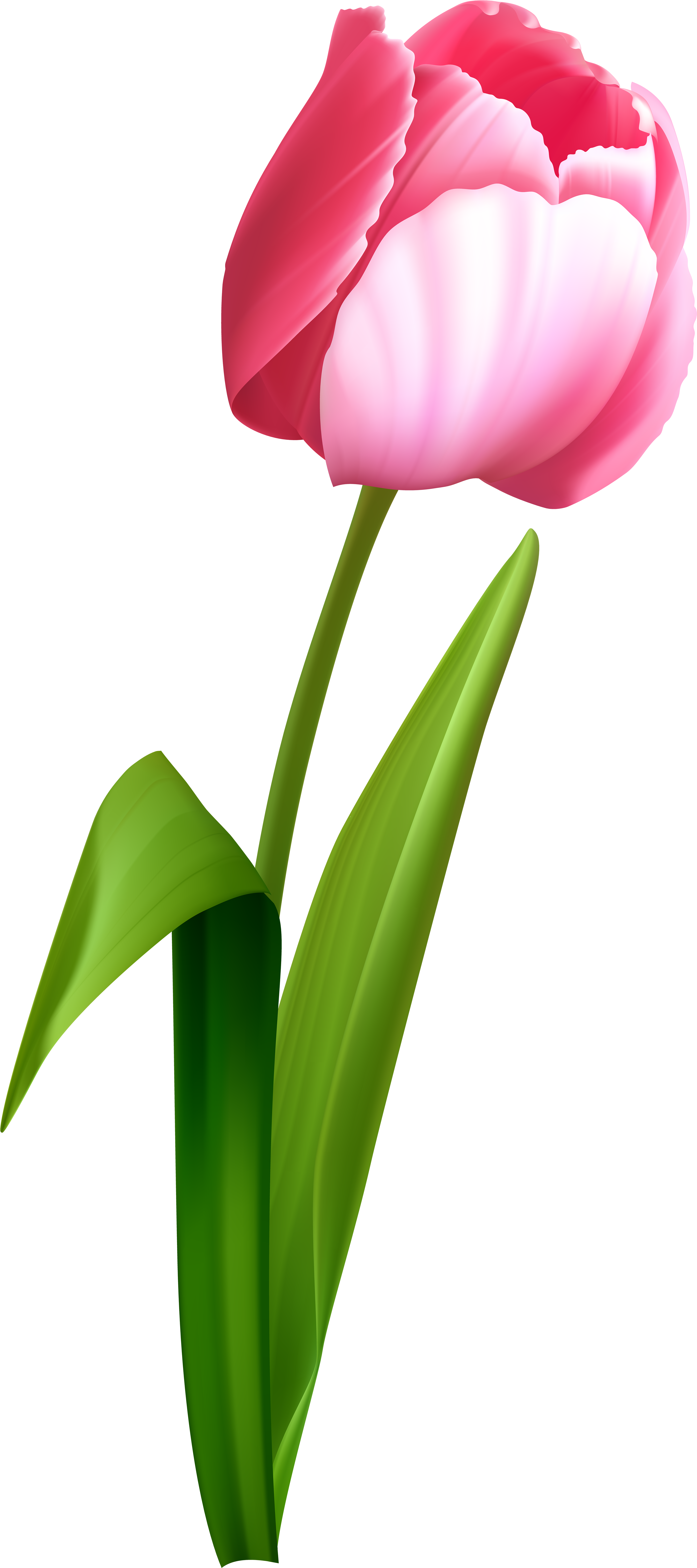 Transparent Pink Roses Bouquet Png Clipart Picture - Transparent Background Tulip Clip Art (3657x8000), Png Download