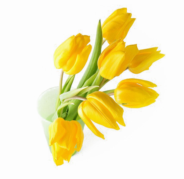 Yellow Tulip Png Transparent Image - Portable Network Graphics (603x588), Png Download