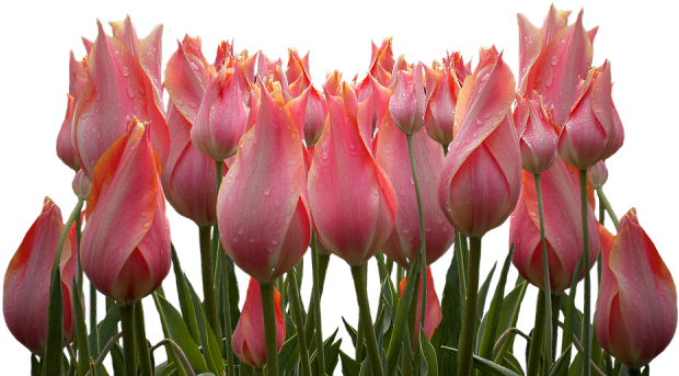 Tulip (640x480), Png Download