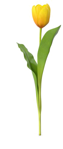 Yellow Tulip Png Download Image - Tulip Png (600x600), Png Download